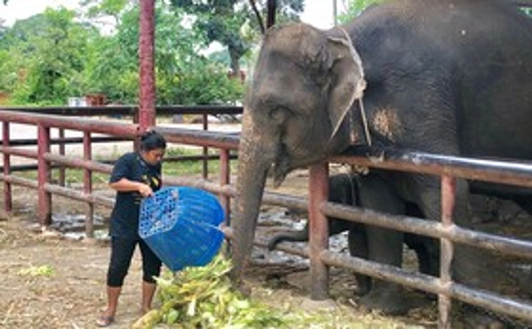 支援者のお名前と共にゾウさんからのお礼のあいさつ動画＆写真を送ります！