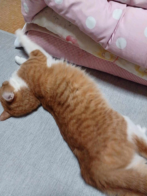 奄美大島の元ノネコ「ソックス」が正式譲渡になりました。