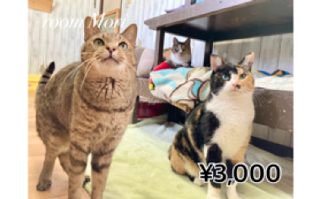 毎月応援3,000円コース