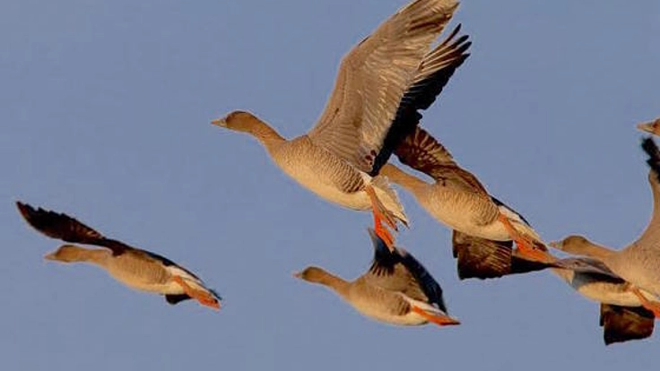 日本に飛来する雁の調査開始から30年！コクガンの繁殖地解明へ！