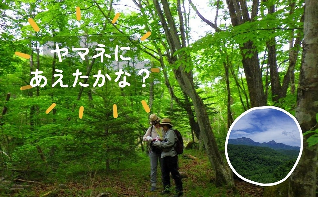 🍃ご報告『現地の昼と夜の森でヤマネの調査研究に参加する権利＠八ヶ岳』🍃