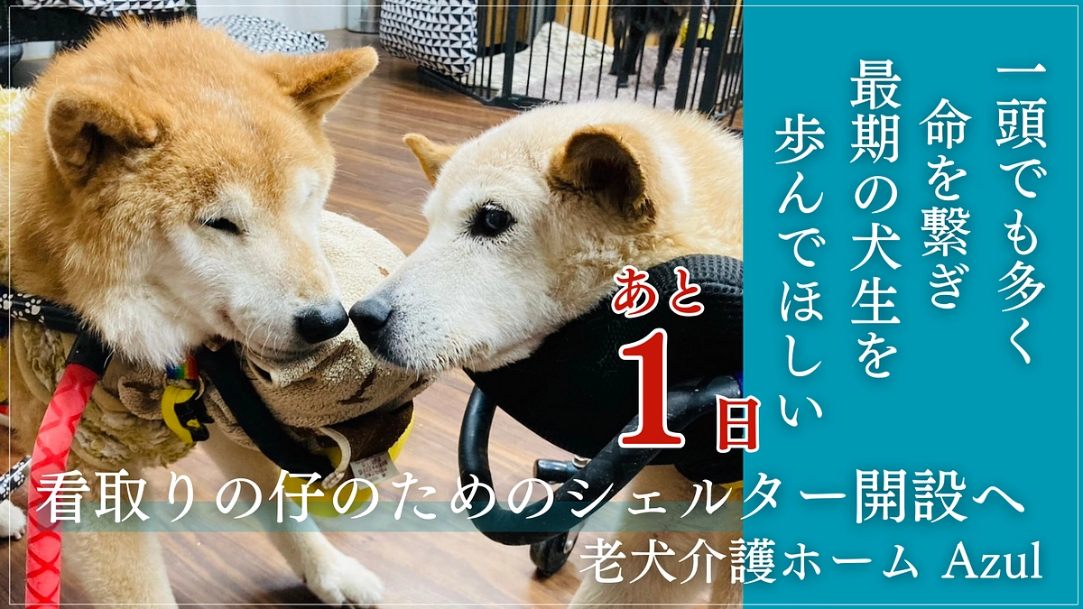 あと1日！たくさんの応援メッセージ、すべて大切に読ませていただいております。