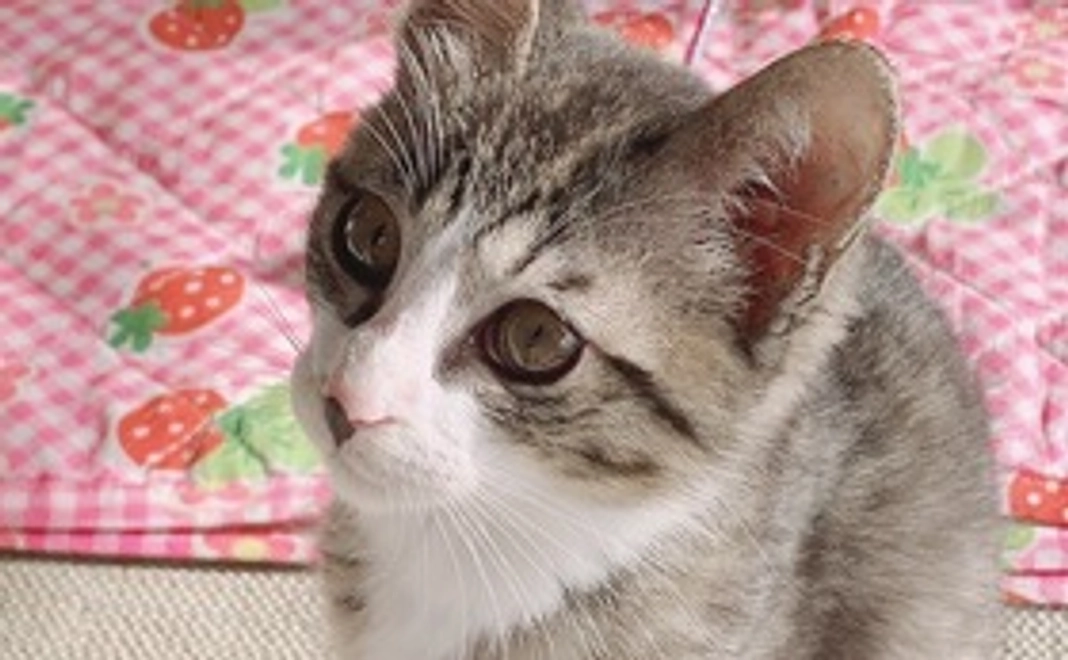 頑張れおみそ(500)