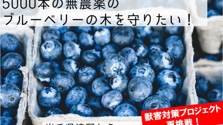 岩手県遠野市が誇る、5000本の無農薬のブルーベリーを守りたい！