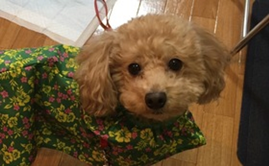 クウへの支援１（本当にありがとうございます。）