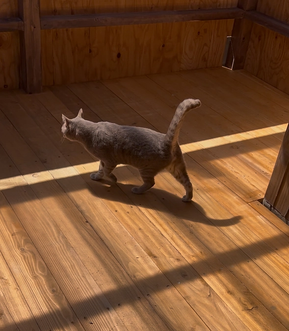 初ウッドデッキへ🐱