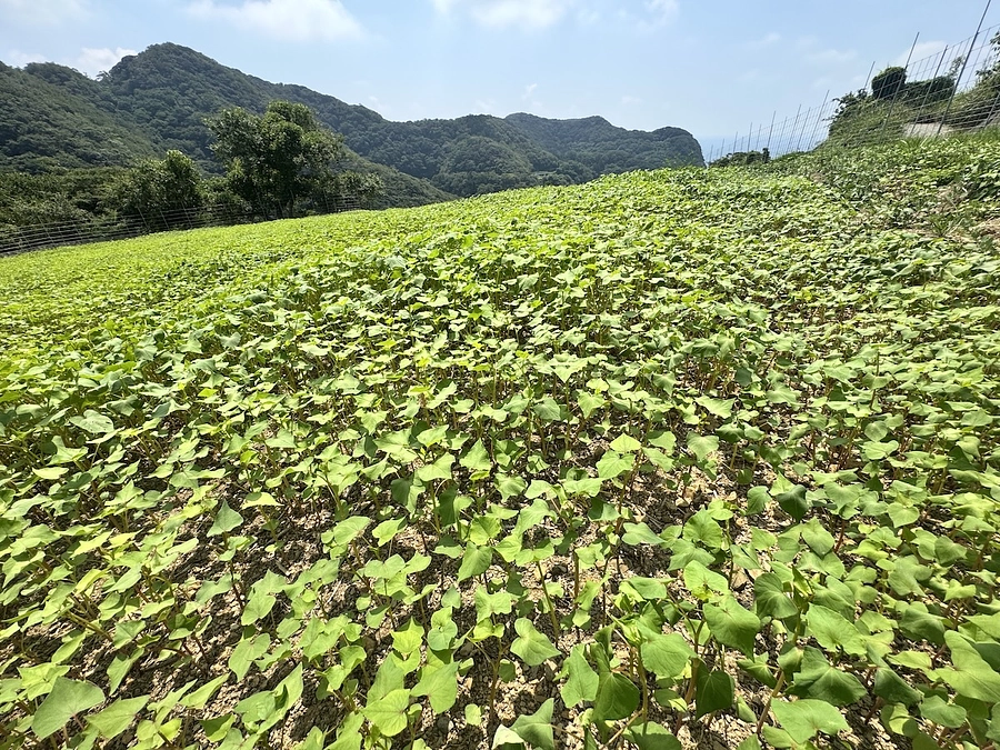 クラウドファンディングはじまりました。