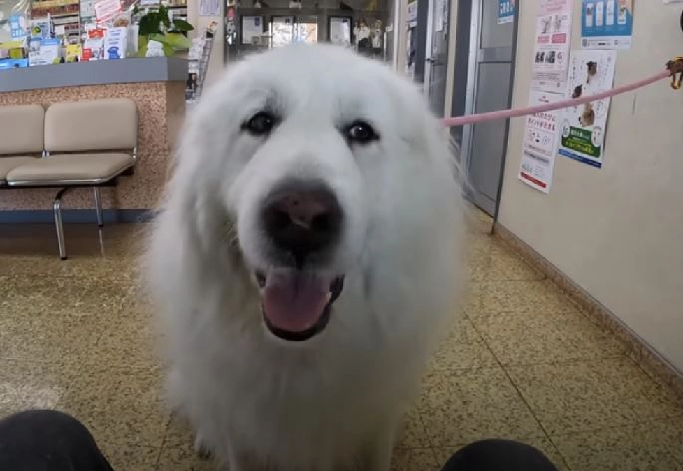 300万円達成いたしました！感謝申し上げます！