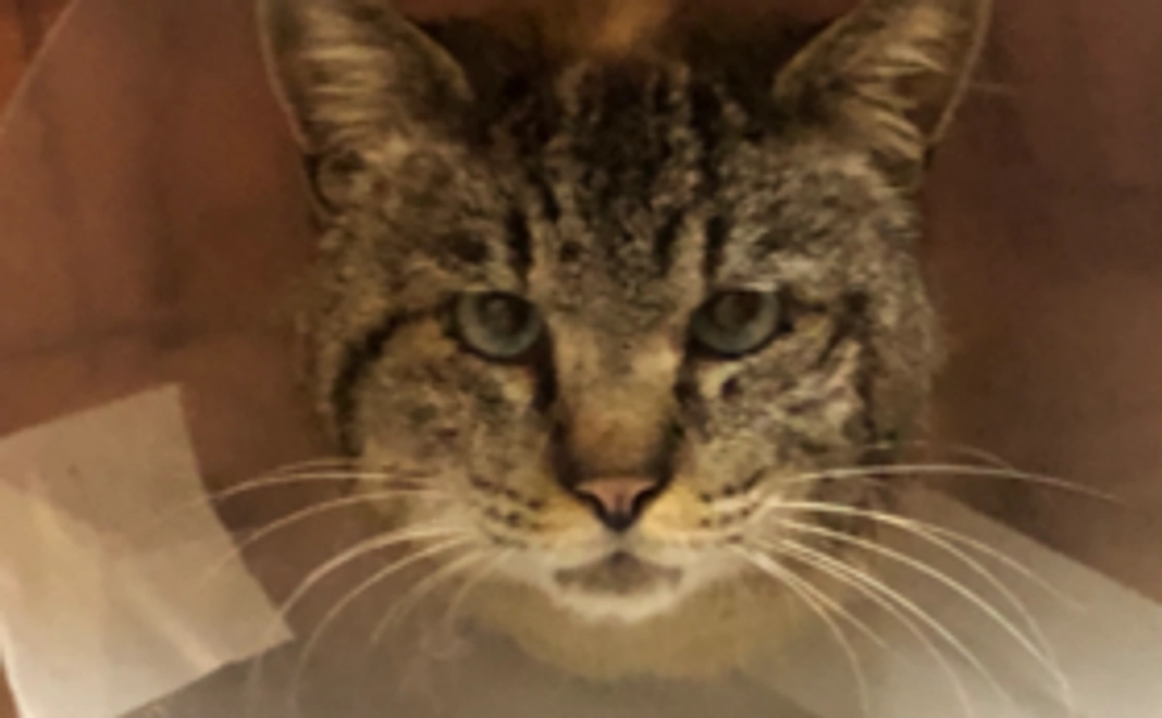 ワカバくん頑張れコース1000