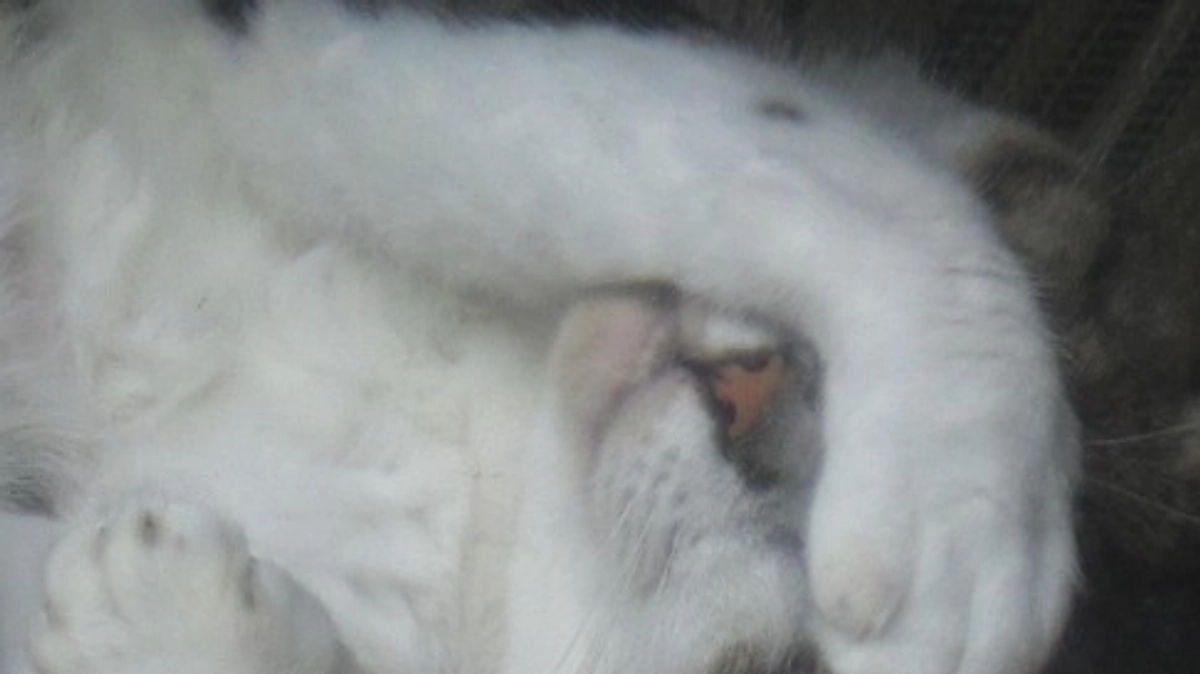 家の写真が下手くそ過ぎる問題…