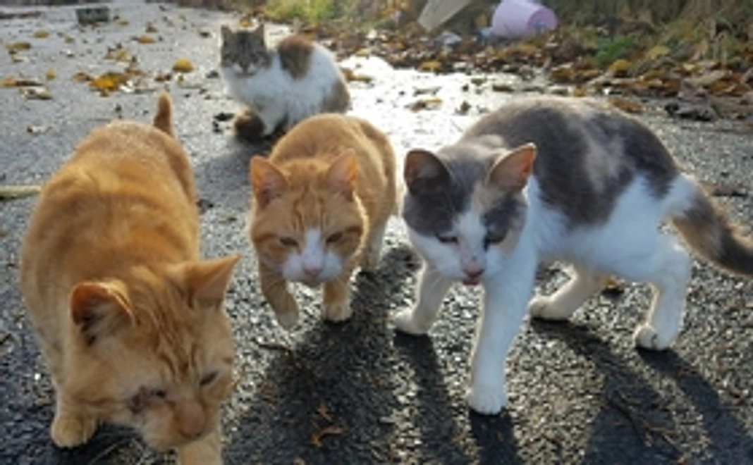 5,000円寄付プラン　ニャンとぞ みなさまのご支援をよろしくお願いいたします。