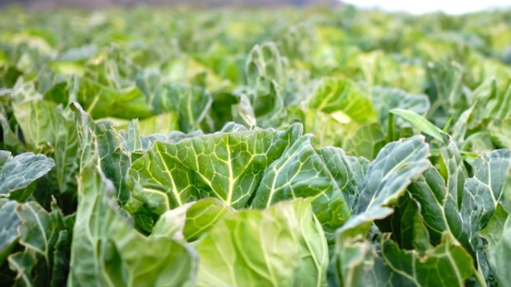 フードバンクを設立し、北海道の食材を困っている人へ届けたい！