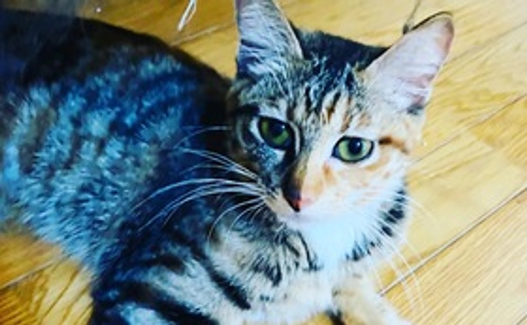 感謝の気持ちを込めたお礼のメールと画像1枚