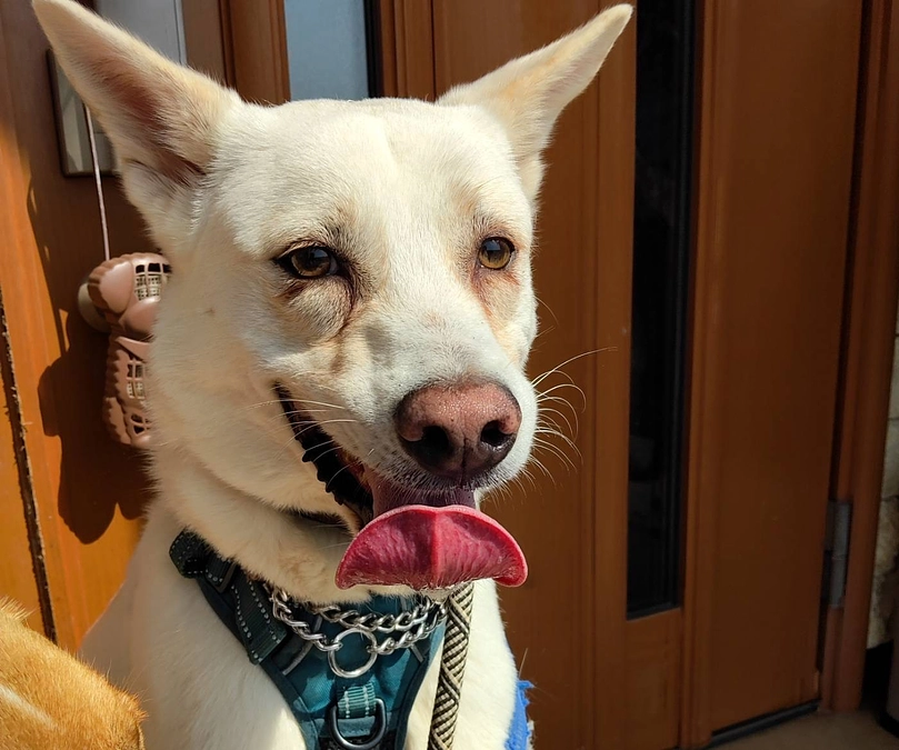 楽しいお散歩。レーベンの春の日常をご紹介