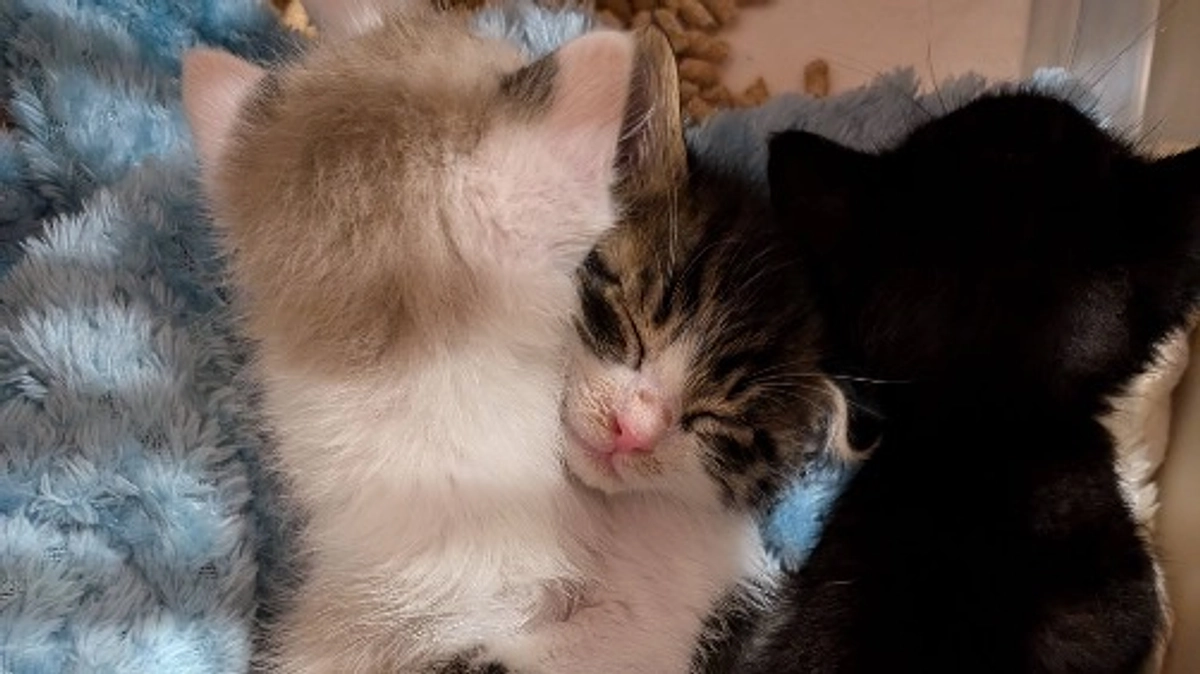 【残り8日】譲渡会を開催しました！！