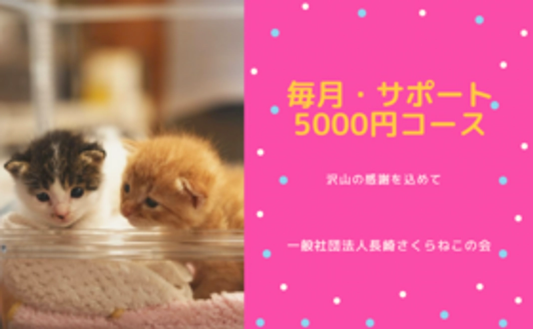 毎月サポート5000円コース