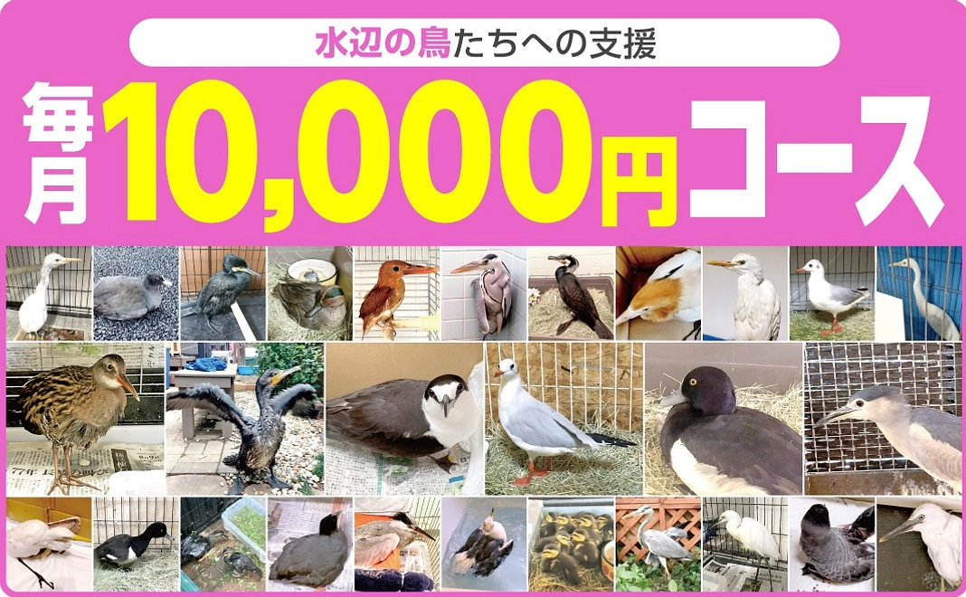 水辺の鳥たちのごはんやケージ代をご支援