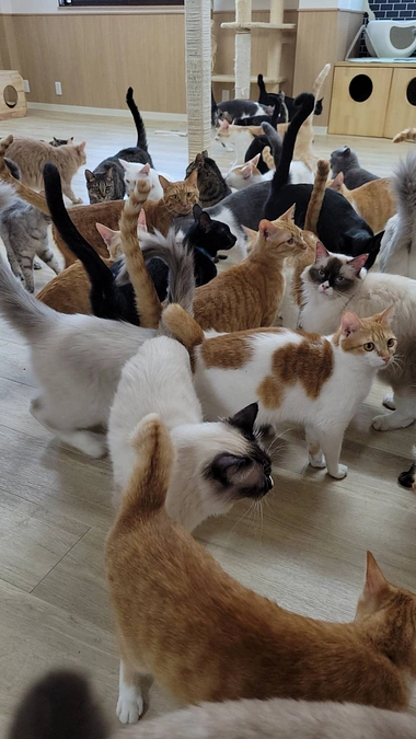 マンスリーサポーターになって下さった皆様への限定記事…　何を書いたら良いのか悩みに悩んで