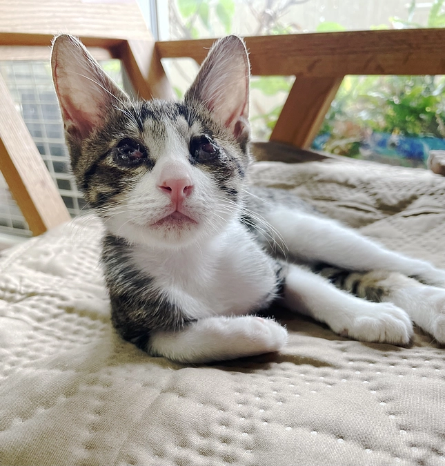 ヒカリの目の治療が終わりました。