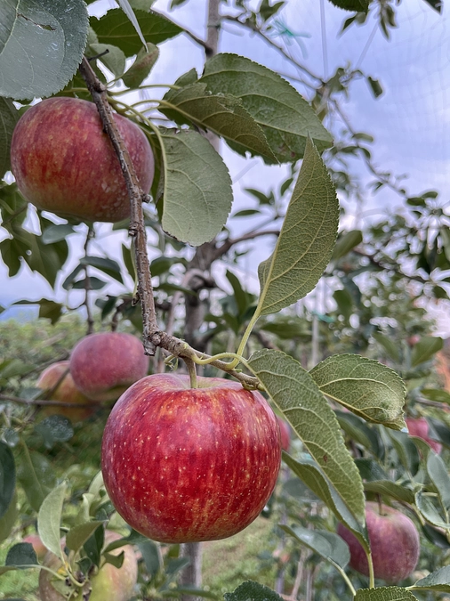リターン品の送付とりんごの収穫開始のお知らせ