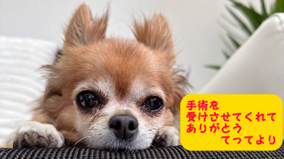 クラウドファンディング終了まで残り12時間【35日目】