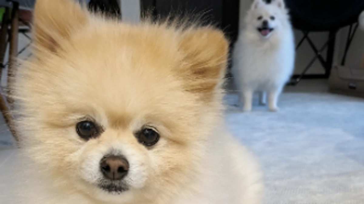 みなさまにお知らせです🐶