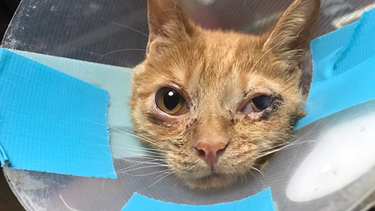 イタチに襲われた仔猫 〜翔くんの治療費ご支援のお願いです！