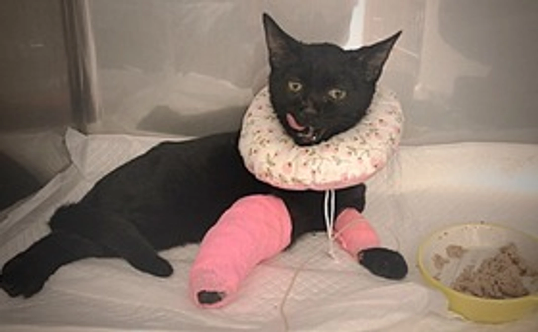 NEW｜猫ちゃんと一緒に応援コース