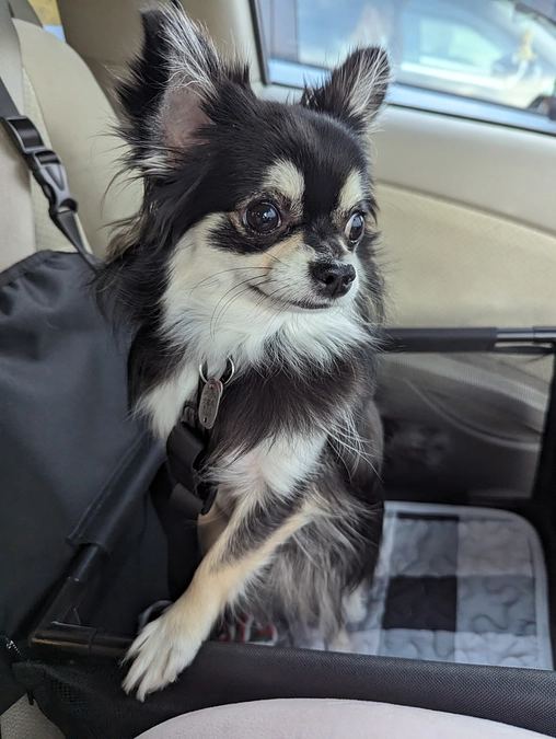 手術の日程が決まりました