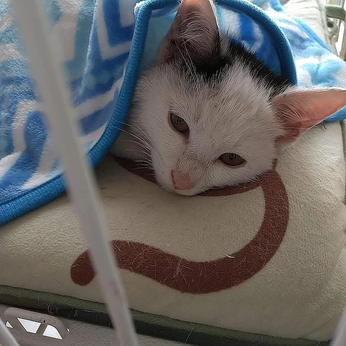 冬の海岸に捨てられた子猫