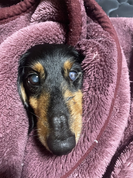 残り1時間切りました。どうかクゥに未来をお願いします