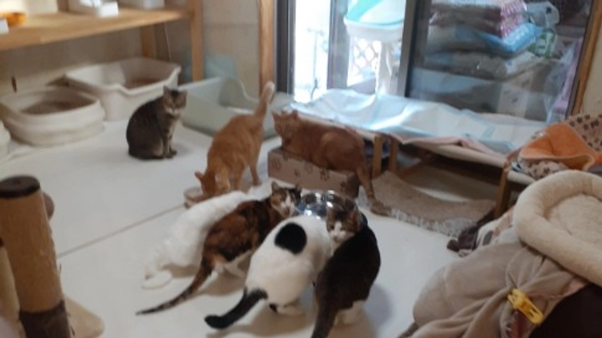 チームZEROシェルターの猫たちの様子について