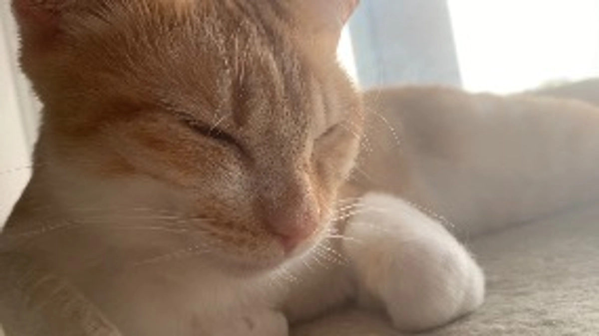 祝！投薬84日目終了！（プロジェクト開始44日目）※残り2日です。