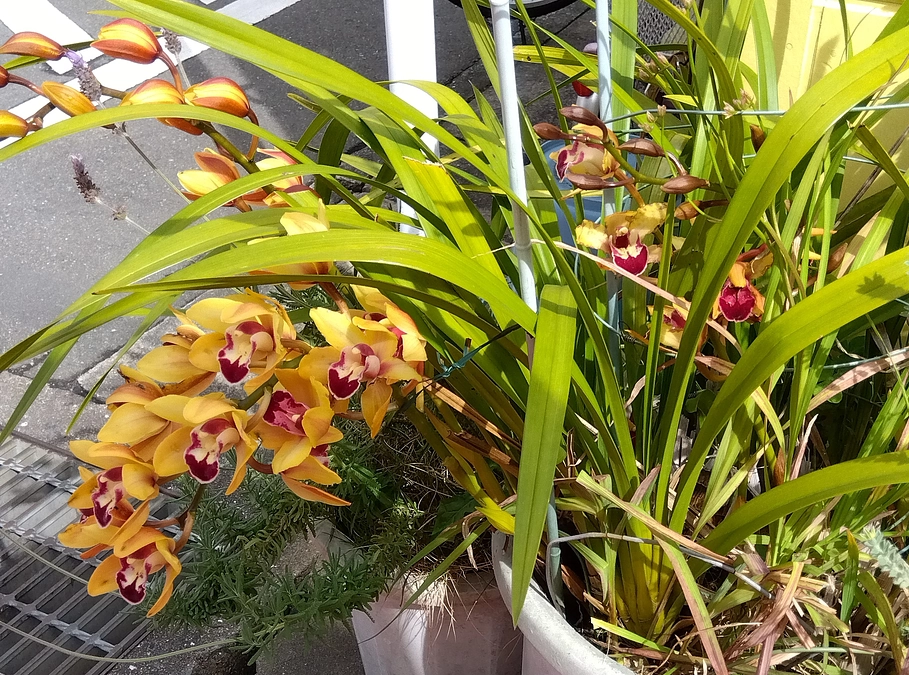 第28回目24624円のご支援金を頂戴致しました🙌💞🙏