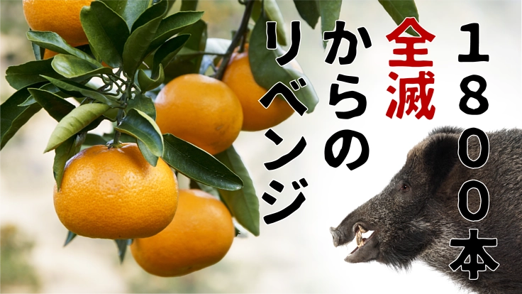 74歳の挑戦！新種みかんの初収穫に向けてイノシシ被害を防ぎたい！