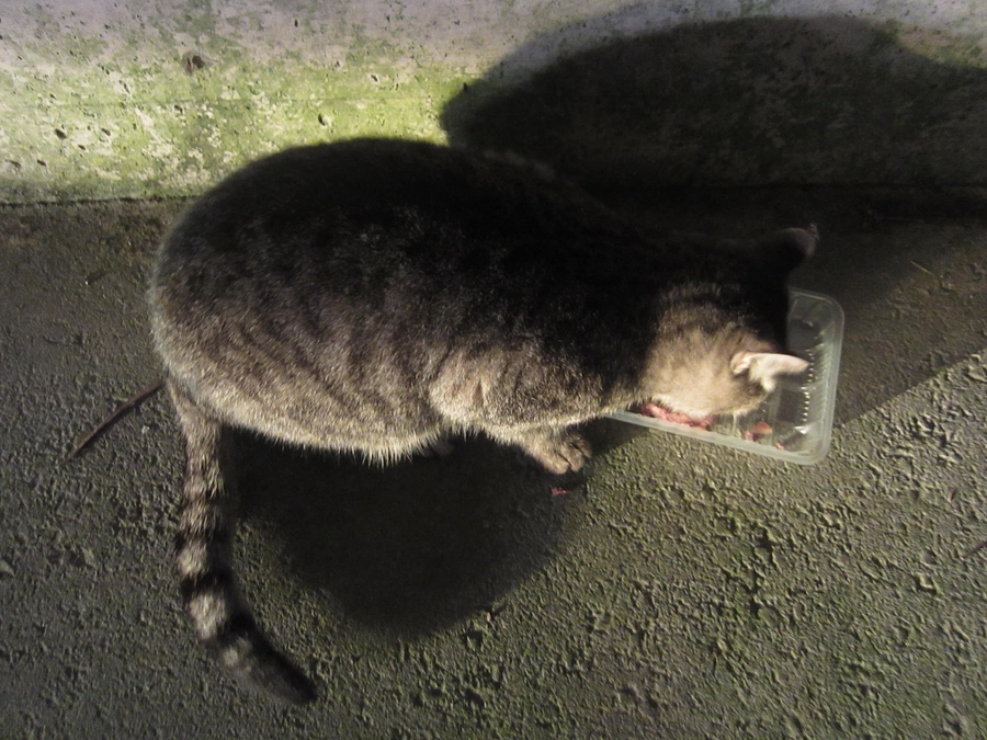 野外の猫（🐱状況判断中）