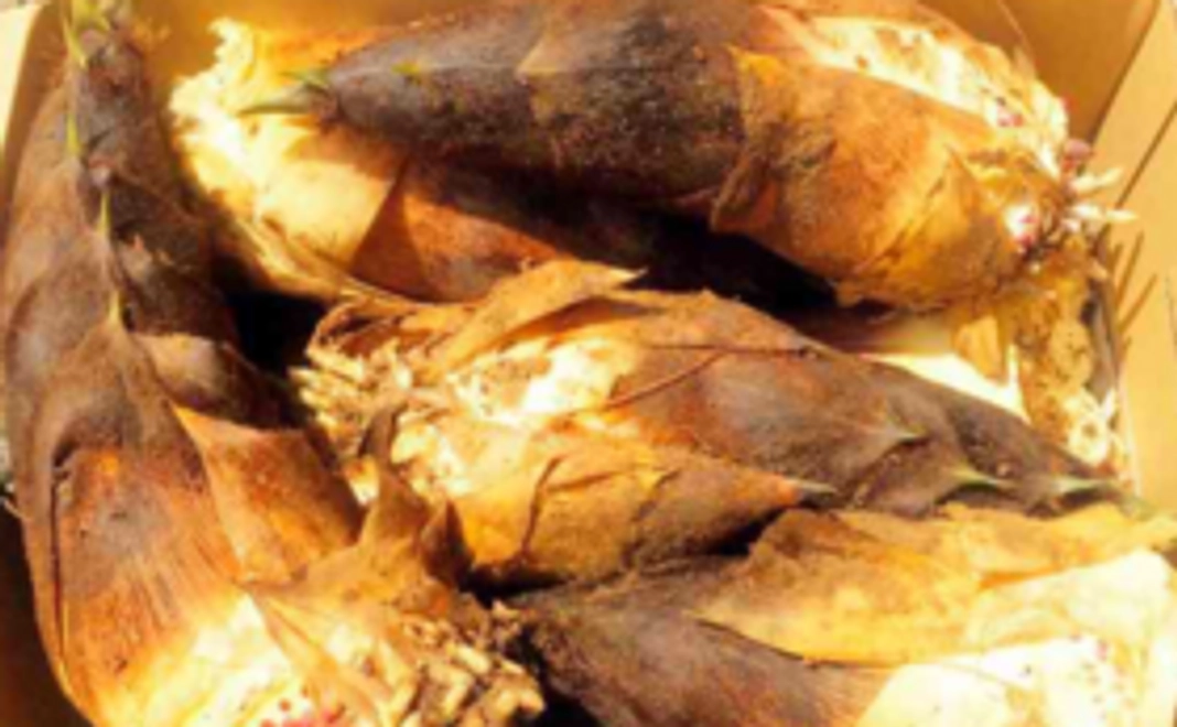 朝堀りタケノコ5本コース！