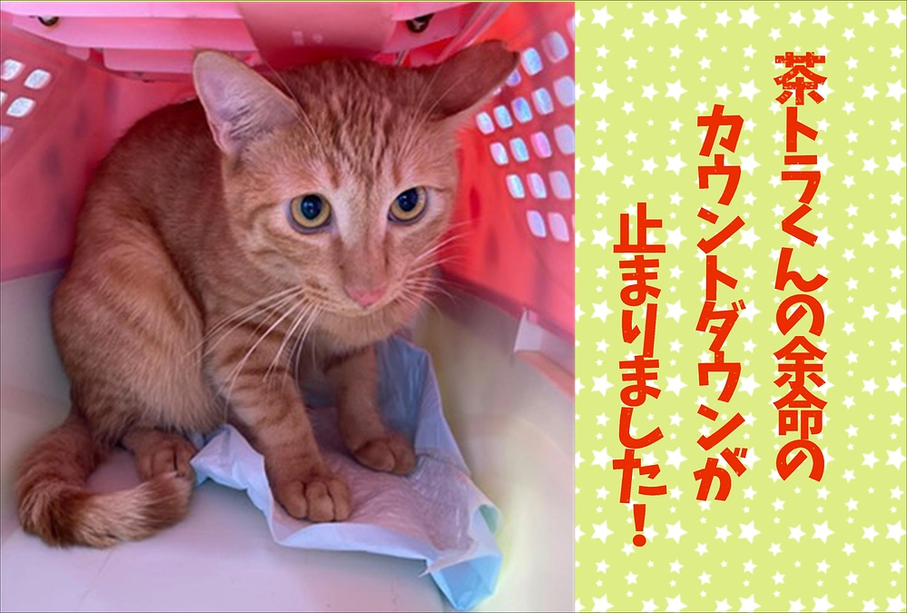 緊急報告　3年の命の期限の茶トラくんに奇跡が！！