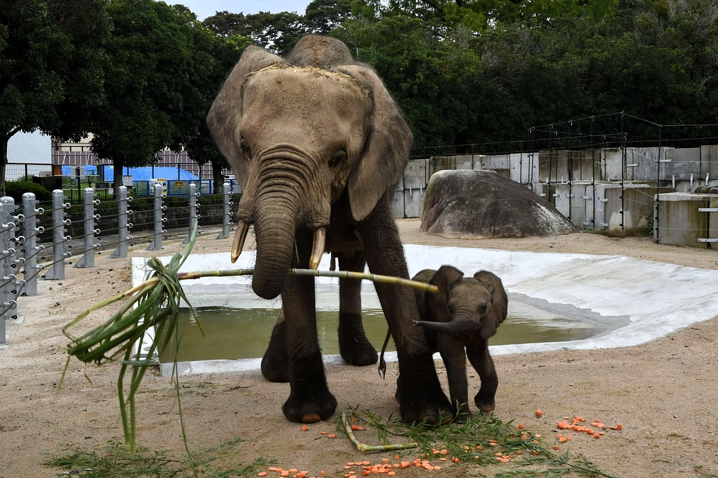 【ご報告】メイちゃんの出産お祝い第２弾を実施しました