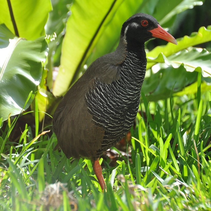 沖縄から送られてくる死亡個体が増えています