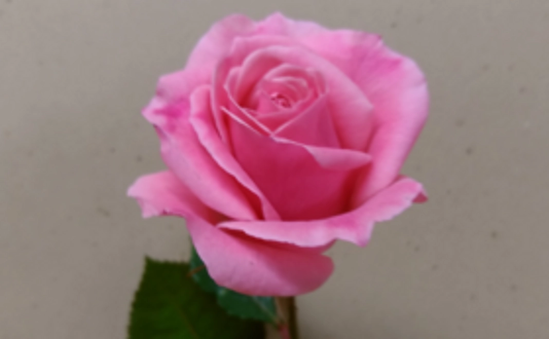 【大切な人へのプレゼントに】薔薇の花を1本お送りします