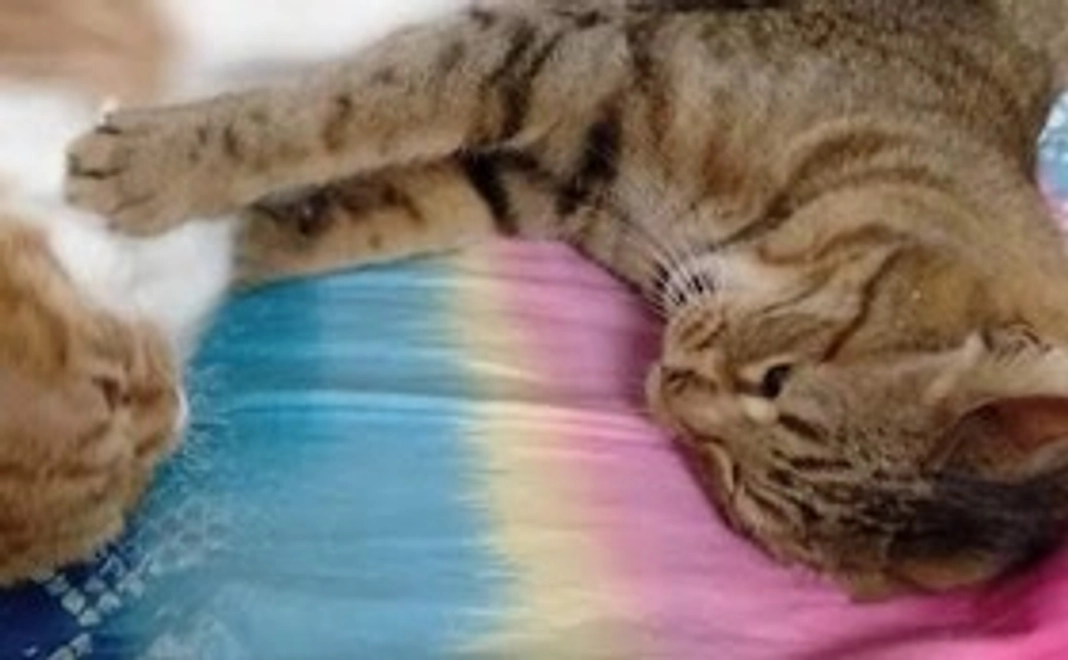 トト元気になってほしい