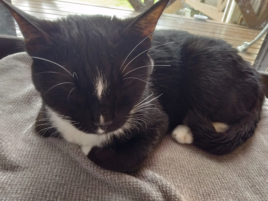 5/16はなちゃんの様子(発作あり)