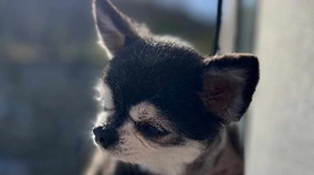 プッチトリミング