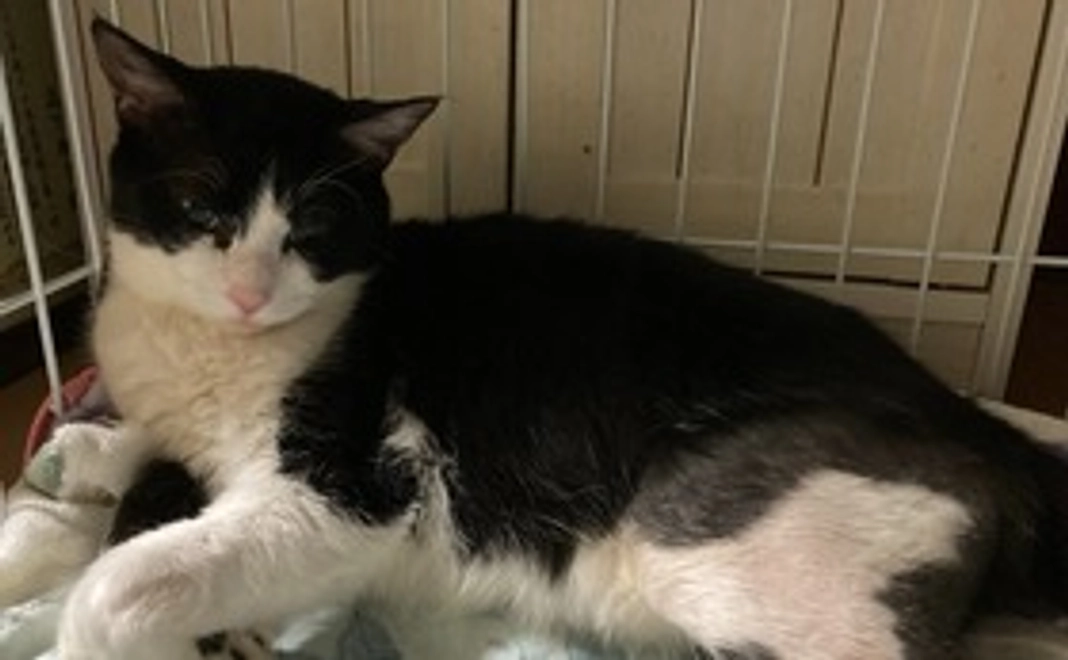 くーちゃんの画像付き感謝のメール