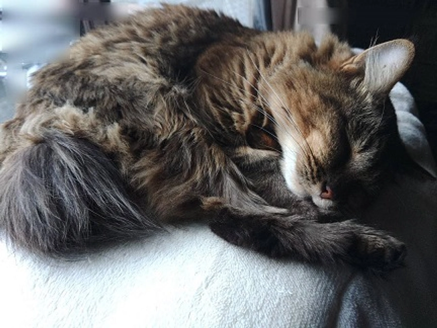 ｘ(旧ツイッター)にエリの日々の生活を書いております。