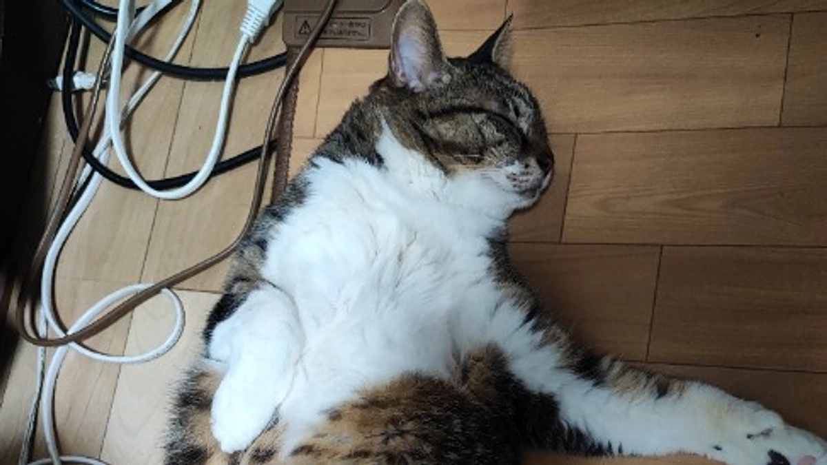 【Vol.4  3/24】義母の猫紹介と、リブとの関係性について