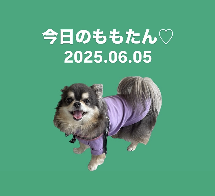今日のももたん♡2025.06.05