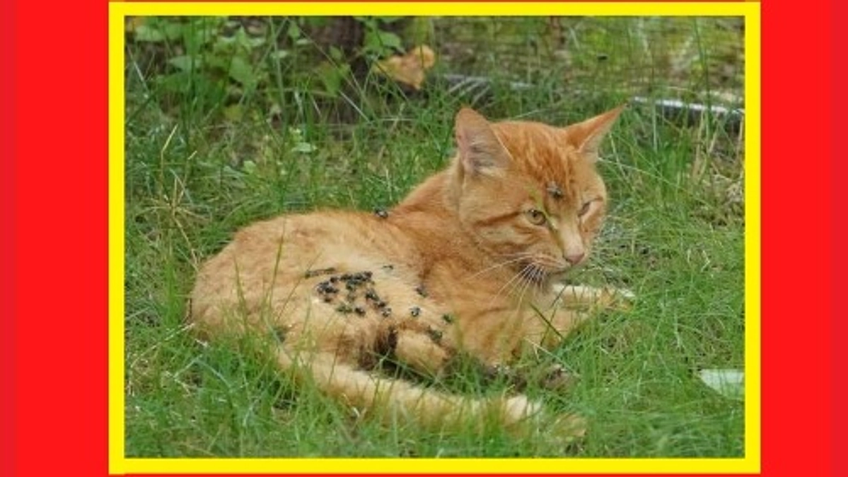 【ご支援総額200万円達成の御礼✨】北海道の茶とらさんを探しています。