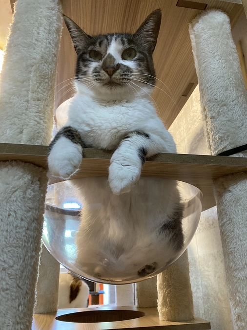 明日はフィービーくんの譲渡会！